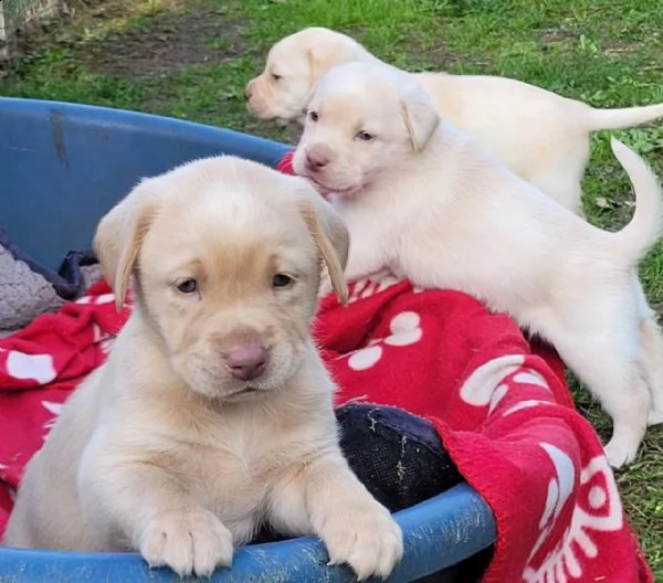 cuccioli di labrador di razza pura con documenti | Foto 2