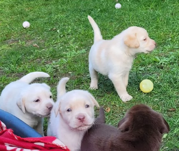 cuccioli di labrador di razza pura con documenti | Foto 1
