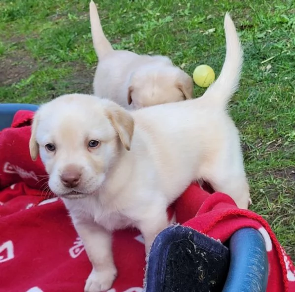 cuccioli di labrador di razza pura con documenti