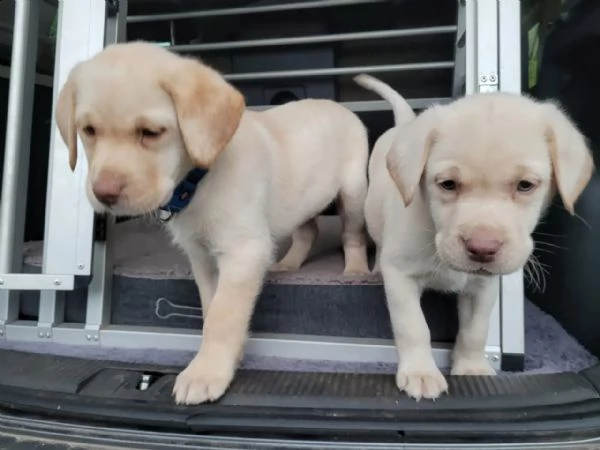 cuccioli di labrador di razza pura con documenti | Foto 0