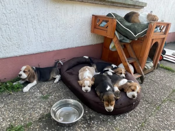 i cuccioli di beagle cercano case amorevoli