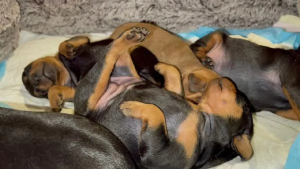 pinscher cuccioli bellissimi | Foto 2