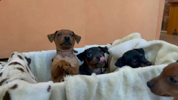 pinscher cuccioli bellissimi | Foto 1