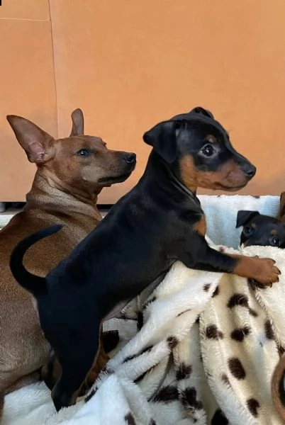 pinscher cuccioli bellissimi | Foto 0