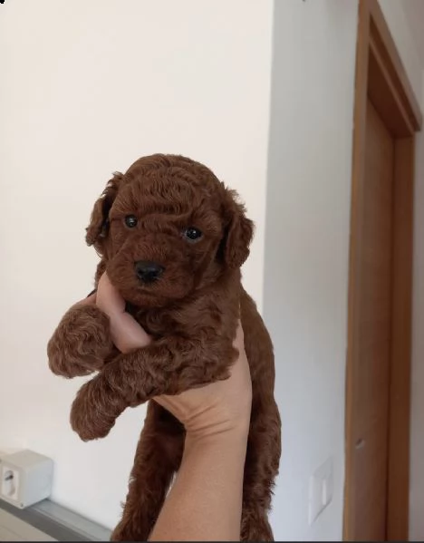 2regalo barboncino | Foto 0