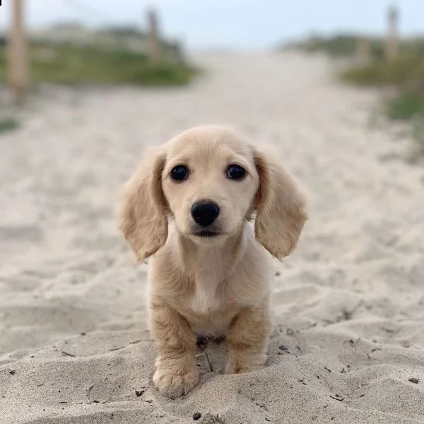 cuccioli di bassotto registrati di qualità | Foto 0