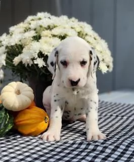 damalta cuccioli ben addestrati | Foto 0