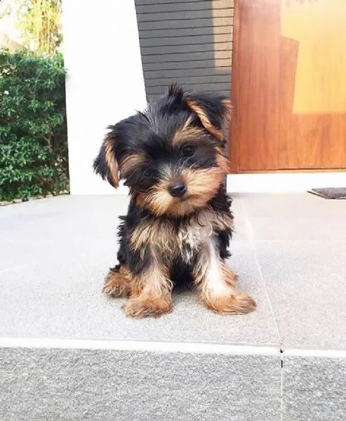 molto piccoli cuccioli di yorkie da tè ora disponibili