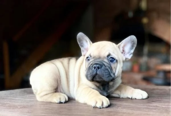 cuccioli di bulldog francese addestrati | Foto 0