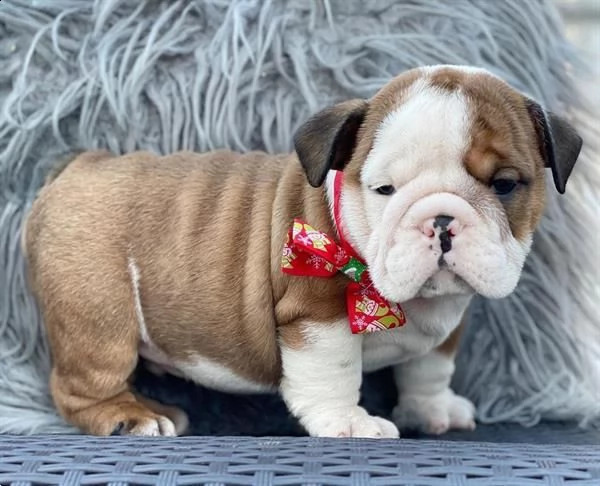 cuccioli di bulldog inglese in adozione | Foto 0