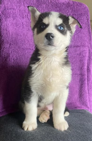 cuccioli di husky siberiano di razza pura | Foto 0