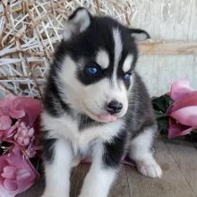 cuccioli di husky siberiano di razza pura