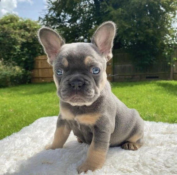 adozione cuccioli bouledogue francesi | Foto 0