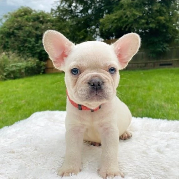 bouledogue francesi per adozione | Foto 0