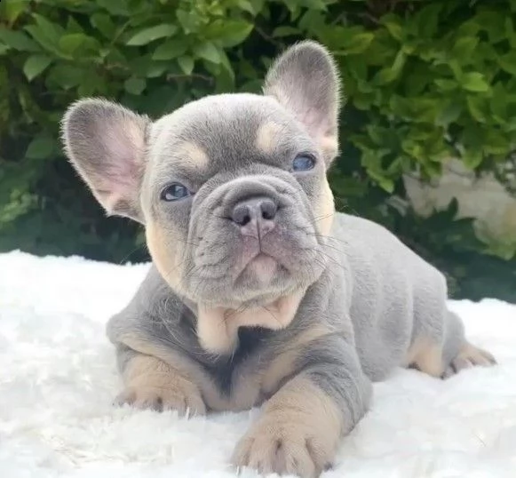 bouledogue francesi per adozione