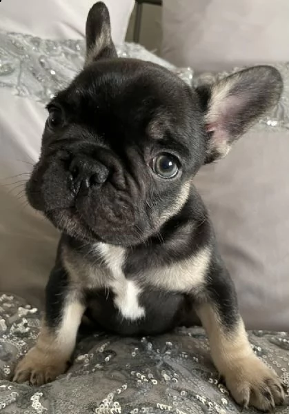 cuccioli di bulldog francese addestrati | Foto 0