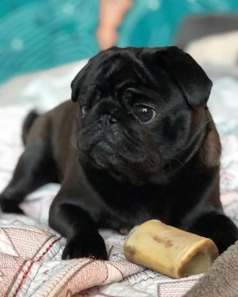  regalo cuccioli carlino ciao siamo un piccolo allevamento amatoriale abbiamo a disposizone degli sp