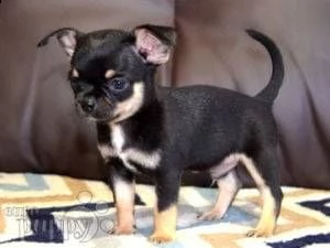 regalo chihuahua cuccioli meravigliosi ! 