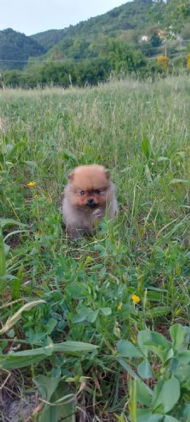 CUCCIOLINO VOLPINO DI POMERANIA NANO