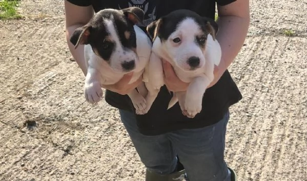  regalo jack russell terrier .