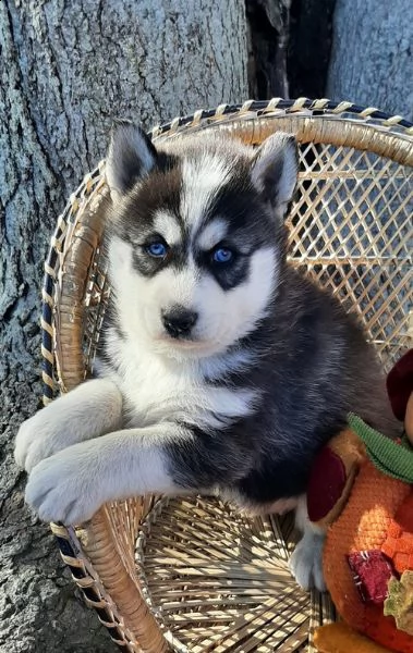 regalo cuccioli siberian husky  maschio e femmina .
