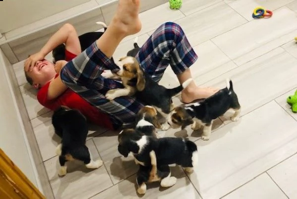 simpatici cuccioli di beagle.