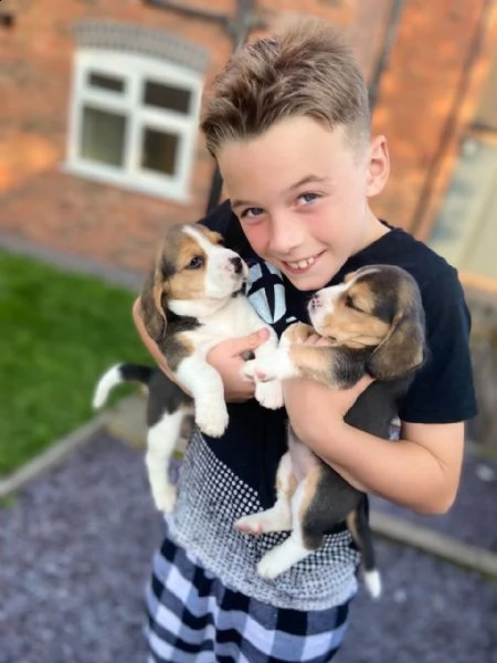 simpatici cuccioli di beagle. | Foto 1