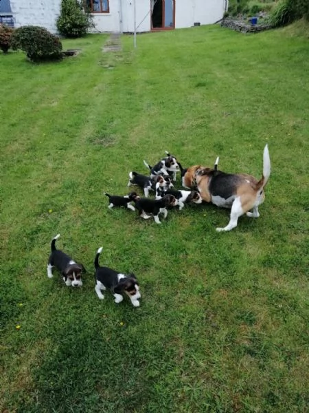 simpatici cuccioli di beagle. | Foto 0