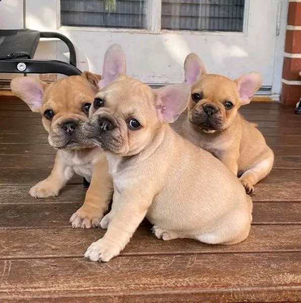 adorable french bulldog puppies
