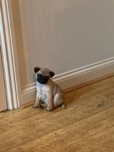 amazing pug puppies | Foto 1