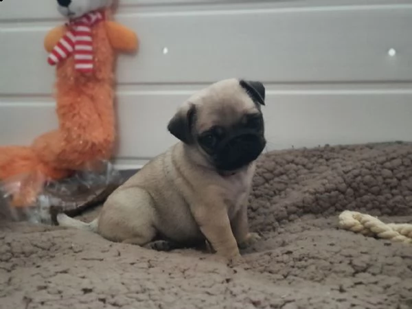 amazing pug puppies | Foto 0