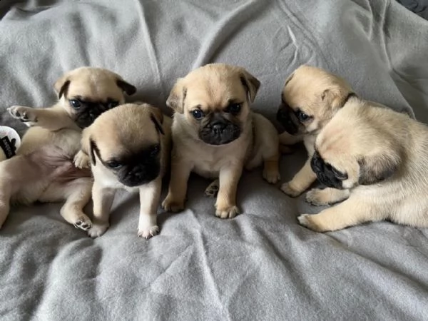 amazing pug puppies