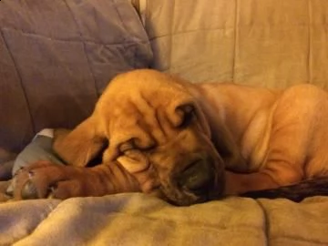 meravigliosa cucciolata di bloodhound | Foto 2