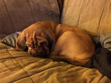 meravigliosa cucciolata di bloodhound | Foto 0