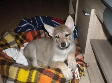 splendidi cuccioli dã¬ cane lupo cecoslovacco