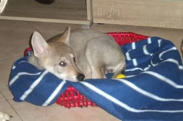 splendidi cuccioli dã¬ cane lupo cecoslovacco | Foto 0