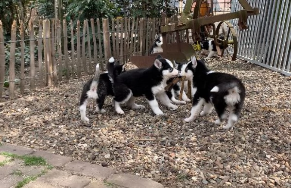 cuccioli di husky siberiano di razza pura