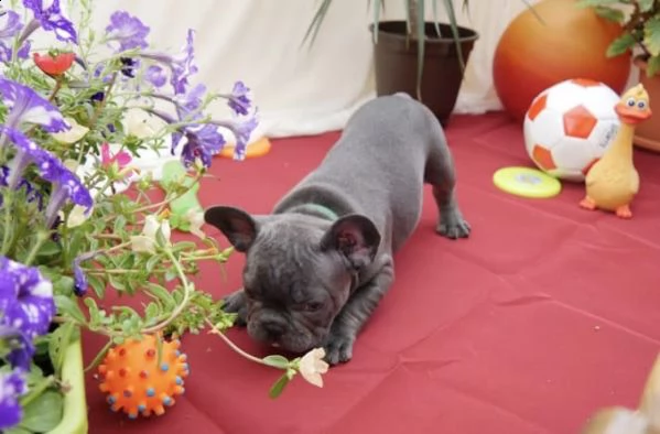 bellissimi cuccioli di bulldog francese | Foto 0
