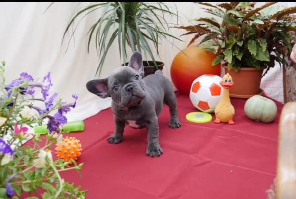bellissimi cuccioli di bulldog francese