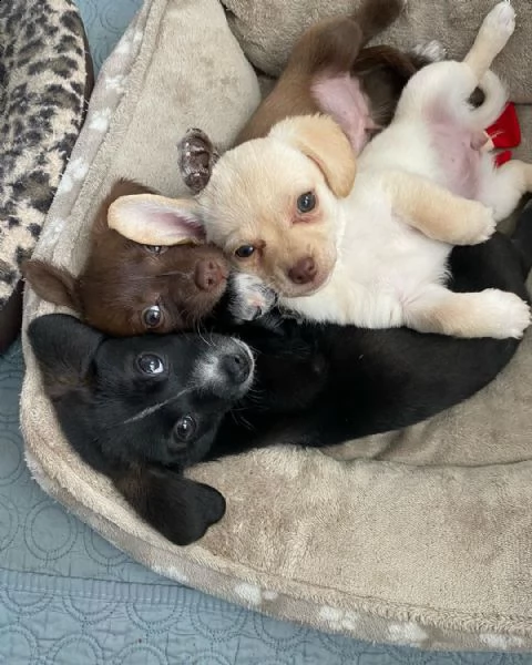 regalo cuccioli di bassotto da privato