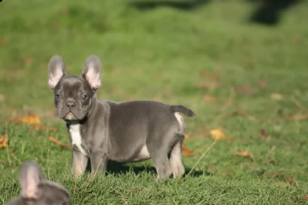 cuccioli di bulldog francese in blu | Foto 3