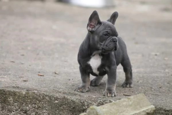 cuccioli di bulldog francese in blu | Foto 2