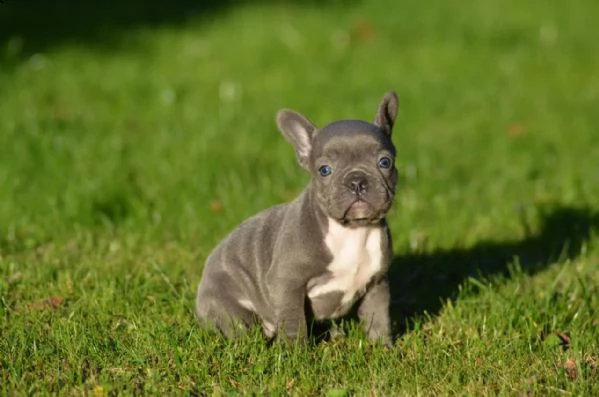cuccioli di bulldog francese in blu