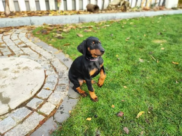 cuccioli di razza dobermann a-cucciolata