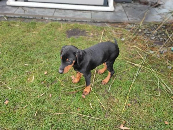 cuccioli di razza dobermann a-cucciolata | Foto 4