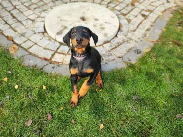 cuccioli di razza dobermann a-cucciolata | Foto 1