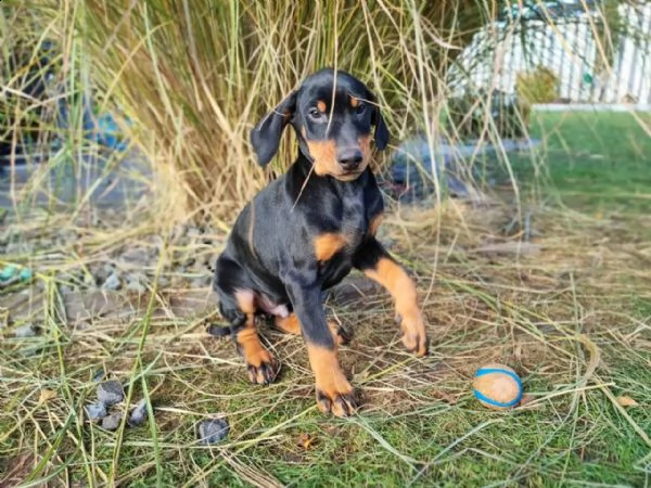 cuccioli di razza dobermann a-cucciolata | Foto 0