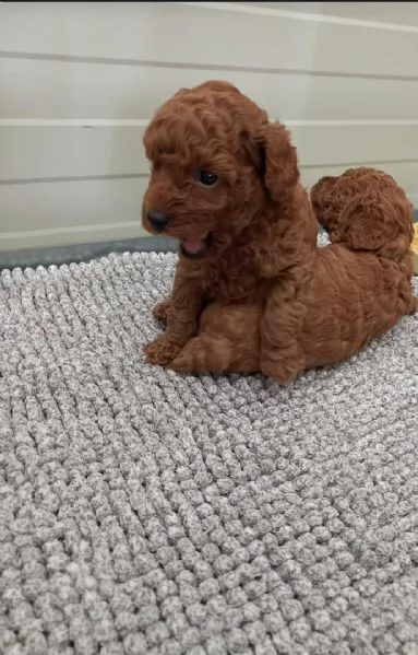 regalo barboncino disponibili. dolce 