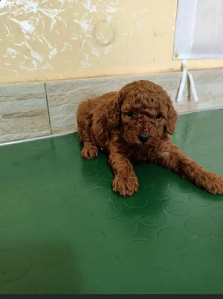 regalo barboncino disponibili. dolce  | Foto 0