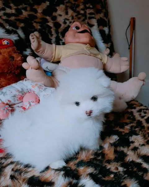 regalo pomeranian disponibili mini toy ,,,,,